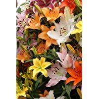 Los mejores  - 50 Bulbos de Lilium (Azucena) Mezcla - Envío Incluido